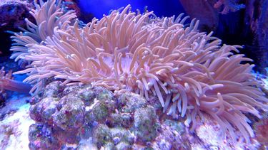 Coral, imagen referencial.&nbsp;