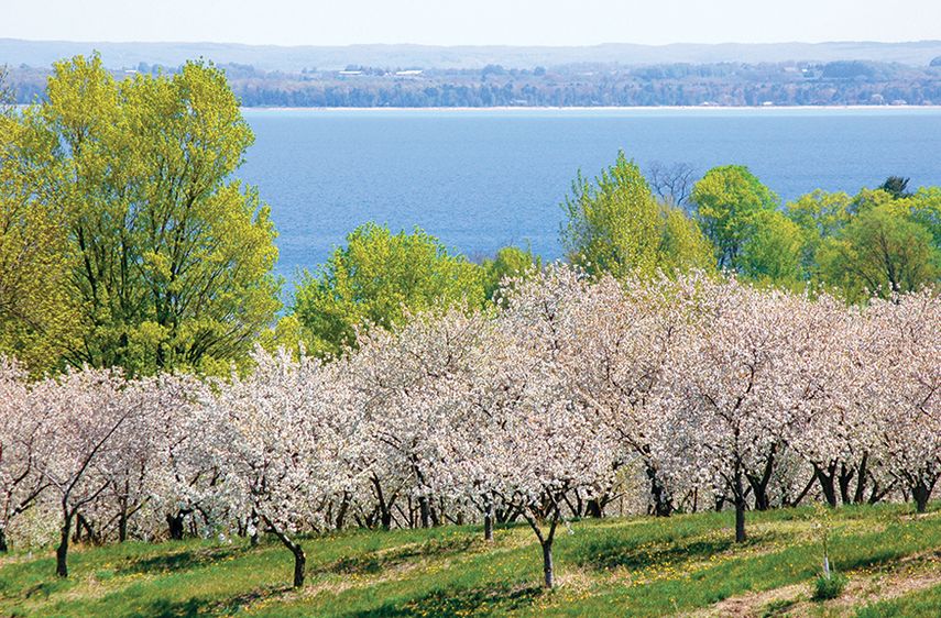 En primavera, miles de cerezos adornan el paisaje de la costa. (dpa)