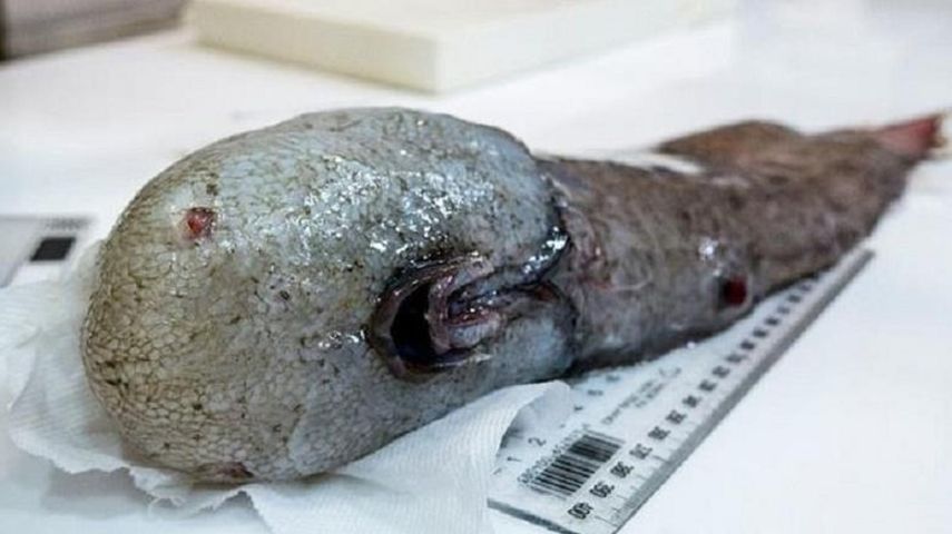El pez sin rostro no tiene ojos o nariz visible y la boca está situada por debajo de la superficie, dijo una de las integrantes del equipo internacional de 40 científicos e investigadores que participaron del descubrimiento.