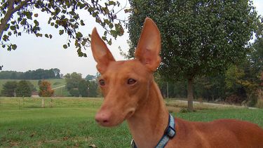 El Cirneco del Etna es una de las razas de perros que será reconocida a partir del primero de enero en el American Kennel Club. (AP)