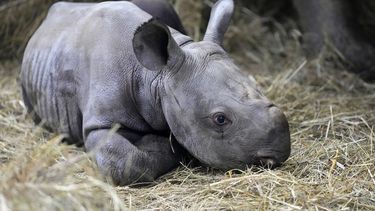 Un rinoceronte recién nacido yace en su recinto junto a su madre Eva en el zoológico de Dvur Kralove, en República Checa, el miércoles 16 de marzo de 2022.&nbsp;