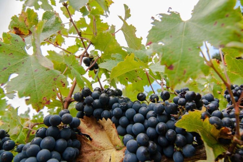 La uva Carmenere resurgió en Chile