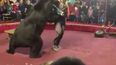 En esta imagen&nbsp;proporcionada por Galina Guryeva se ve a un oso atacar a su entrenador en un circo en Olonets, Rusia, el 23 de octubre de 2019.&nbsp;