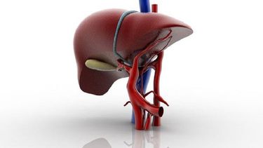 En los Estados Unidos, las causas más comunes de cirrosis son el consumo excesivo de alcohol y la hepatitis C crónica. (Archivo)