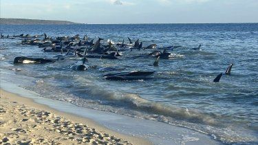 Esta imagen suministrada por el Departamento de Biodiversidad, Conservación y Lugares de Interés muestra a varias ballenas piloto varadas en una playa en la Ensenada de Toby, el jueves 25 de abril de 2024, en Australia Occidental.&nbsp;
