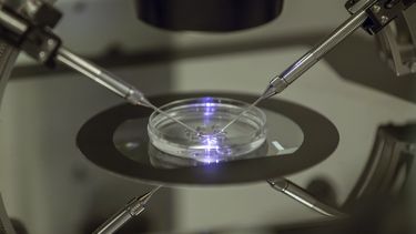 Procedimiento en una cl&iacute;nica de fertilidad en Londres