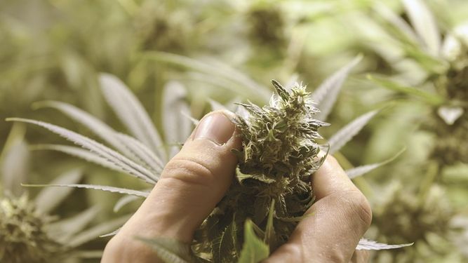 hay diferentes clases de cannabis, varias de ellas son utilizadas para tratar graves enfermedades (AP)
