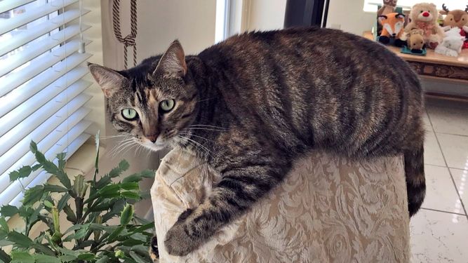 En esta imagen cortesía de Susana Álvarez, se muestra su gata de nombre Mia. Los equipos de rescate inspeccionaron armarios, debajo de las camas e incluso utilizaron drones con cámaras térmicas en busca de mascotas entre los escombros del condominio Champlain Towers South, en Surfside, Florida.&nbsp;