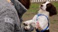 Personalidad de perros no depende tanto de su raza