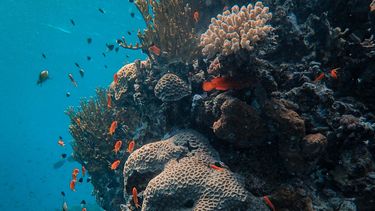 Imagen referencial.&nbsp;