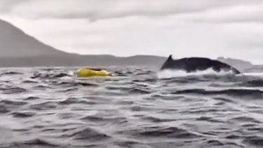 Momento antes de que la ballena atrapara momentáneamente al joven en su boca.&nbsp;