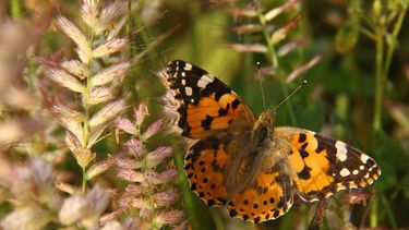 Un ejemplar de Vanessa cardui.