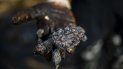 Una mujer muestra una pequeña tortuga marina ya sin vida y cubierta en alquitrán proveniente de un derrame petrolero en el Mar Mediterráneo, en la reserva natural Gador, cerca de la ciudad de Hadera, Israel, el sábado 20 de febrero de 2021. Una mujer muestra una pequeña tortuga marina ya sin vida y cubierta en alquitrán proveniente de un derrame petrolero en el Mar Mediterráneo, en la reserva natural Gador, cerca de la ciudad de Hadera, Israel, el sábado 20 de febrero de 2021.