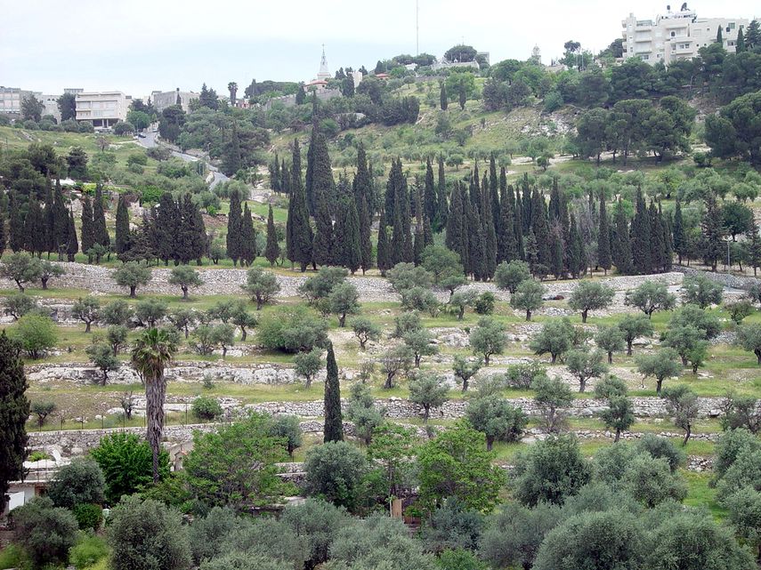 Vista parcial del Monte de los Olivos.