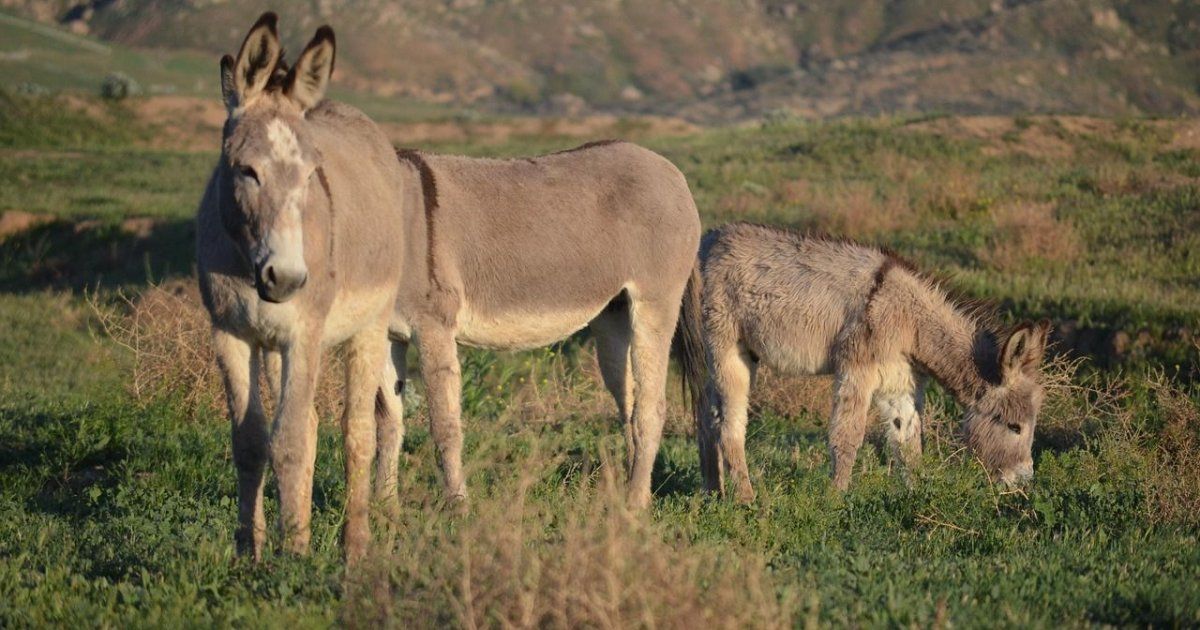 China sacrifica a seis millones de burros cada año para fabricar medicamento