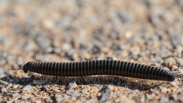 Científicos descubren a un milpiés auténtico&nbsp;