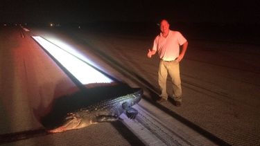 El piloto del aeroplano, Bard Pierce, subió a su cuenta de Facebook una foto en la que se ve un caimán de unos 11 pies sin vida en la pista del Aeropuerto Ejecutivo de Orlando.