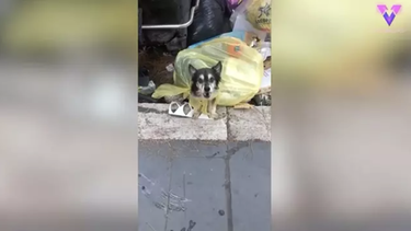 Seg&uacute;n la portavoz de Animalisti Italiani, Emanuela Bignami, a Spillo lo hab&iacute;an metido en una bolsa de residuos org&aacute;nicos y tirado a un contenedor.