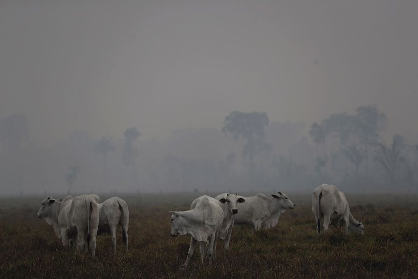 En medio de una nube de humo provocada por incendios forestales, varias vacas pastan en una granja junto a una carretera que lleva al bosque nacional de Jacundá, cerca de la ciudad de Porto Velho, en la región Vila Nova Samuel, que forma parte de la Amazonia brasileña, el 26 de agosto de 2019.&nbsp;