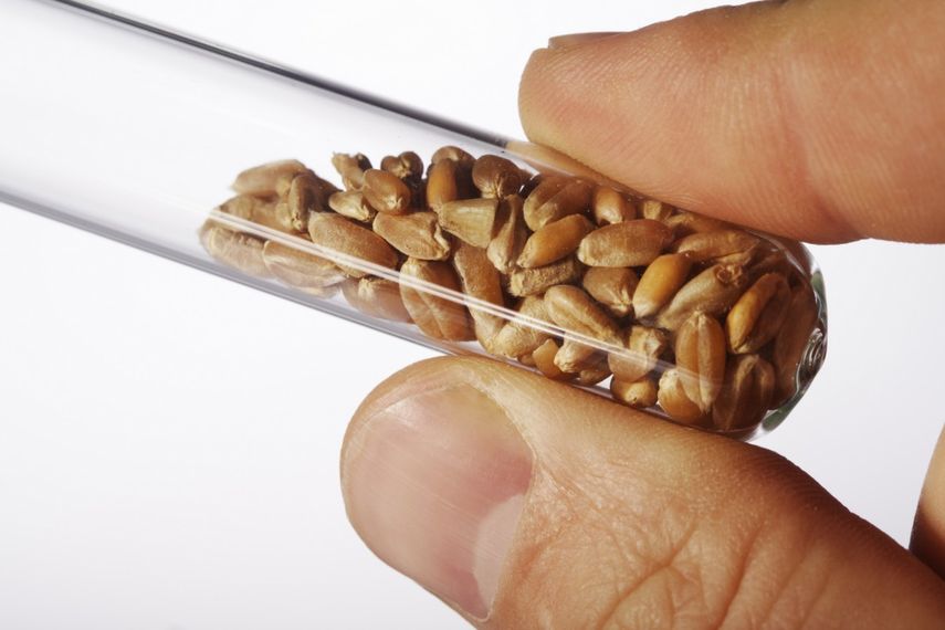 El primer alimento genéticamente modificado fue introducido en el mercado internacional a mediados de los años noventa. (Archivo)