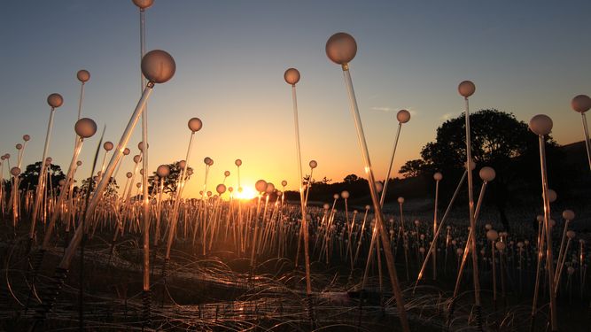 Pinecrest Gardens presenta la exposición Forest and Field of Light del artista británico Bruce Munro.