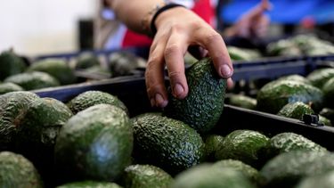 Imágenes de aguacates producidos en California.