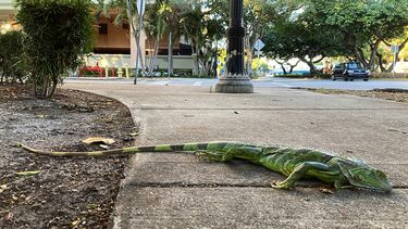 Esta imagen recoge una iguana, de 36 pulgadas de largo (91cms) que cayó de un árbol en Coral Way, en Miami, por el frío.