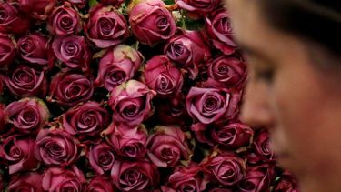 En la imagen rosas colombianas. Foto EFE 