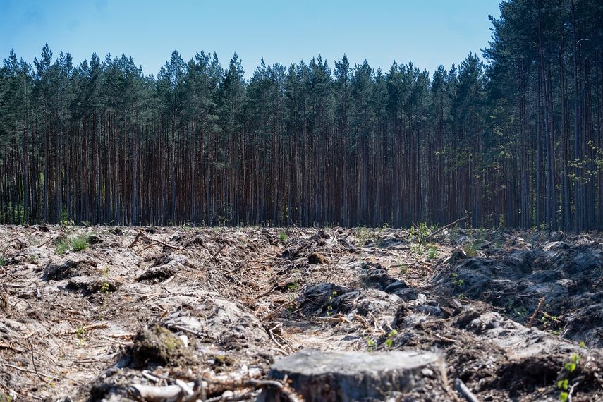 Según el observatorio Global Forest Watch, la destrucción de los bosques tropicales vírgenes alcanzó en 2024 un ritmo nunca visto desde 2002, principalmente debido a incendios.