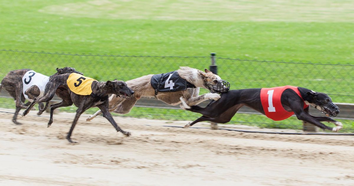 son ilegales las carreras de galgos