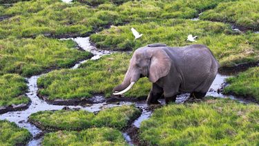 Pese a que los elefantes africanos están catalogados en EEUU como especie en peligro de extinción, el Gobierno federal puede autorizar la importación de esos trofeos de caza.