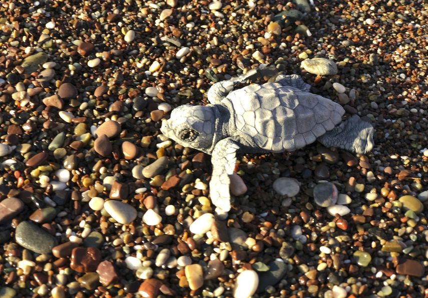 Una tortuga caguama (Caretta caretta), que está en riesgo de extinción, trata de llegar al mar Mediterráneo, en Adrasan, Turquía, el 11 de agosto de 2019.&nbsp;