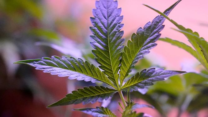 &nbsp;Plantas de marihuana en una tienda de San Francisco, el lunes 20 de marzo de 2023.&nbsp;