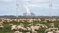 &nbsp;Un rebaño de ovejas pasta frente a una planta eléctrica a base de carbón en la mina Garzweiler de carbón el 16 de octubre de 2022, cerca de Luetzerath, en el oeste de Alemania.&nbsp;