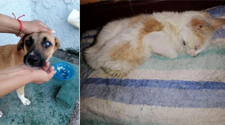 Dos de los animales que han sufrido maltratos.&nbsp;