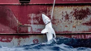 Una petición suma unas 300.000 firmas para exigir al Congreso en Brasil que detenga la masacre de tiburones.