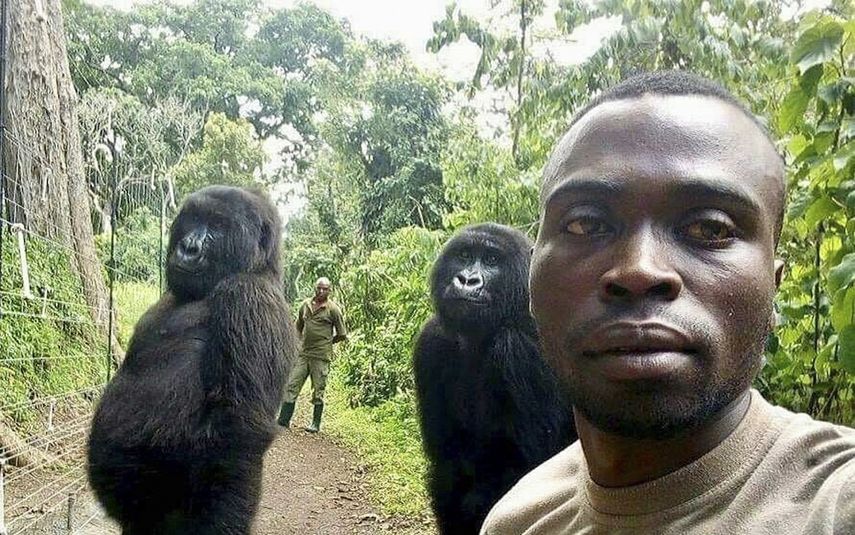 Mathieu Shamavu, un cuidador de gorilas posa para una foto con los gorilas Ndakasi, izquierda, y Ndeze, en el Parque Nacional Virunga, en el Congo, el 18 de abril de 2019. La gorila Ndakasi murió el 26 de septiembre de 2021.&nbsp;