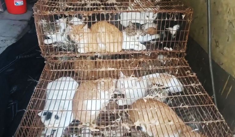 Esta imagen tomada el 25 de agosto y publicada el 31 de agosto de 2022 por Vshine/Humane Society International muestra gatos entre 150 gatos rescatados por la policía del comercio de carne de gato en Jinan, en la provincia oriental china de Shandong.