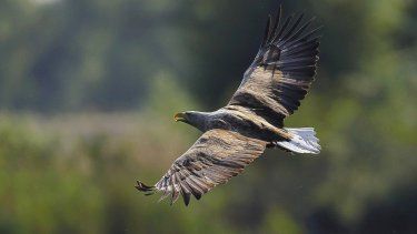 Aguila de cola blanca en pleno vuelo.