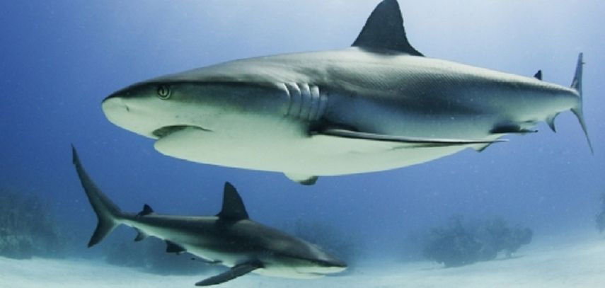 Dos grandes tiburones blancos fueron divisados nadando cerca de los Cayos de la Florida.