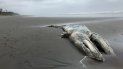 En esta fotografía tomada el 24 de mayo de 2019 se muestra el cadáver de una ballena gris en la costa de la Península Olímpica, en el Parque Nacional Olympic, de Washington. En esta fotografía tomada el 24 de mayo de 2019 se muestra el cadáver de una ballena gris en la costa de la Península Olímpica, en el Parque Nacional Olympic, de Washington.