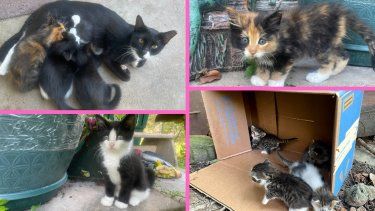 Camadas de gatitos.&nbsp;