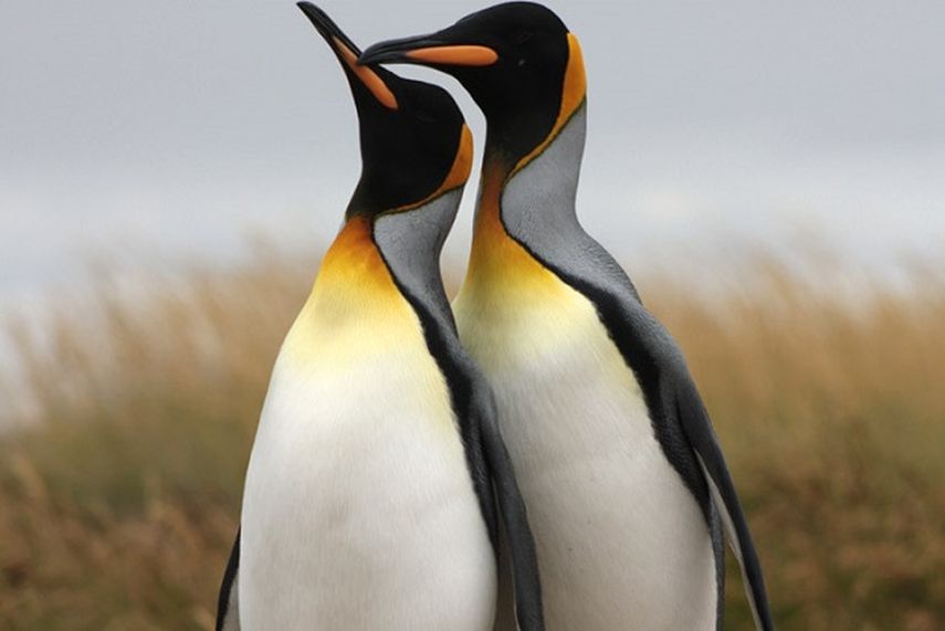 Los pingüinos son un claro ejemplo de aves con comportamientos homosexuales. (CORTESÍA/pinguinorey.com)