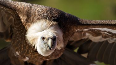 Sospechosos incidentes siembran misterio en mayor zoo de Texas
