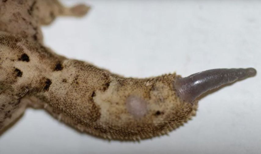 Lagarto regenera cola perfecta tras 250 millones de años