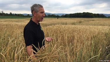 El ecologista de plantas, Hermann Bürstmayr, discute y examina diferentes tipos de granos en las instalaciones de investigación de BOKU/IFA, en Tulln, Baja Austria.