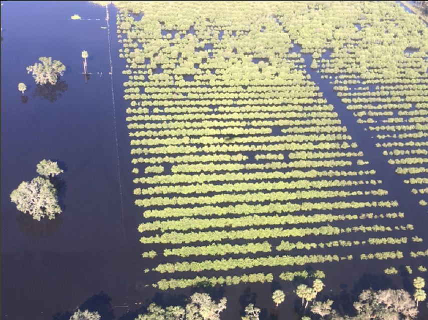 El huracán Irma ha impactado contra la producción de naranjas en el estado.&nbsp;
