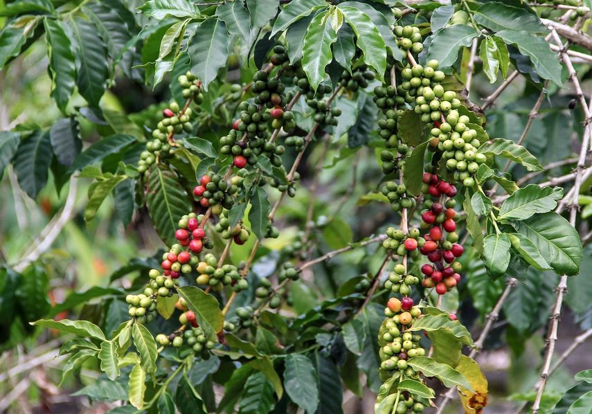 En Kona hay numerosas plantaciones de café que atraen a los amantes de este aromático grano.