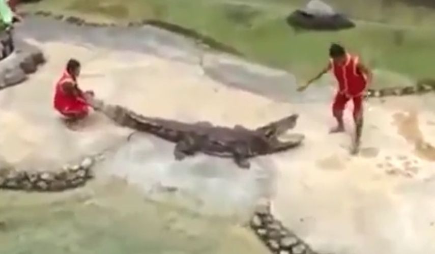 Un arriesgado acto de un hombre al tratar de controlar un cocodrilo. (Captura)