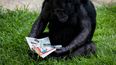 descubren mecanismo de los chimpances para comunicar el peligro